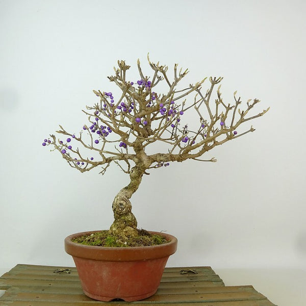 盆栽 紫式部 樹高 約24cm むらさきしきぶ Callicarpa japonica ムラサキシキブ クマツヅラ科 ムラサキシキブ属 落葉樹 観賞用 l1198407185