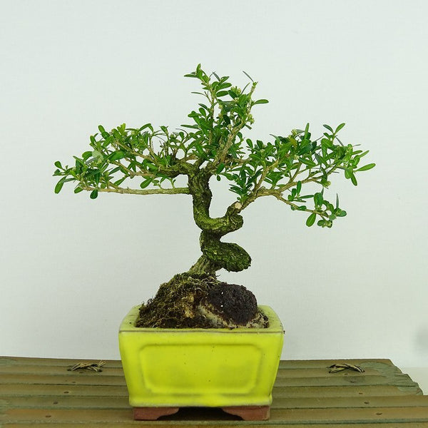 盆栽 台湾黄楊 樹高 約15cm たいわんつげ タイワンツゲ 柘植 ツゲ科 常緑樹 観賞用 小品 n1198412711