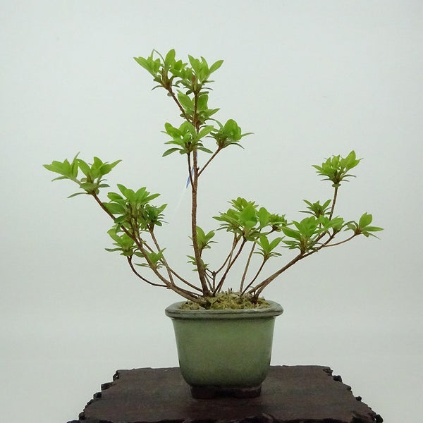 盆栽 皐月 樹高 約16cm さつき Rhododendron indicum サツキ ツツジ科 常緑樹 観賞用 小品 x1198408343