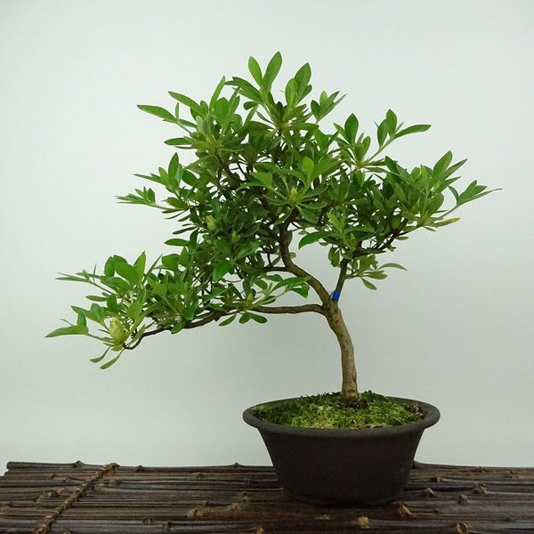 盆栽 皐月 白エビス 樹高 約23cm さつき Rhododendron indicum サツキ ツツジ科 常緑樹 観賞用 p1198415580