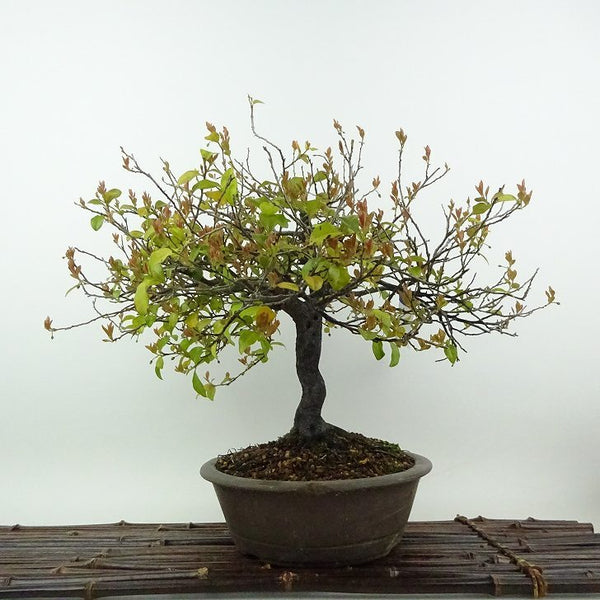 盆栽 柿 常盤柿 樹高 約27cm ときわがき Diospyros morrisiana トキワガキ 雄 オス カキノキ科 常緑広葉樹 観賞用 w1198414357