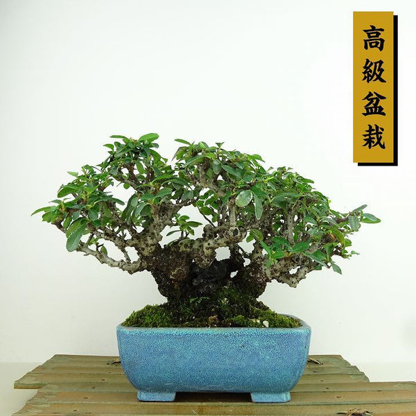 盆栽 ピラカンサ 樹高 約14cm 高級盆栽 Pyracantha 石付き バラ科 常緑樹 観賞用 小品 k1198411177