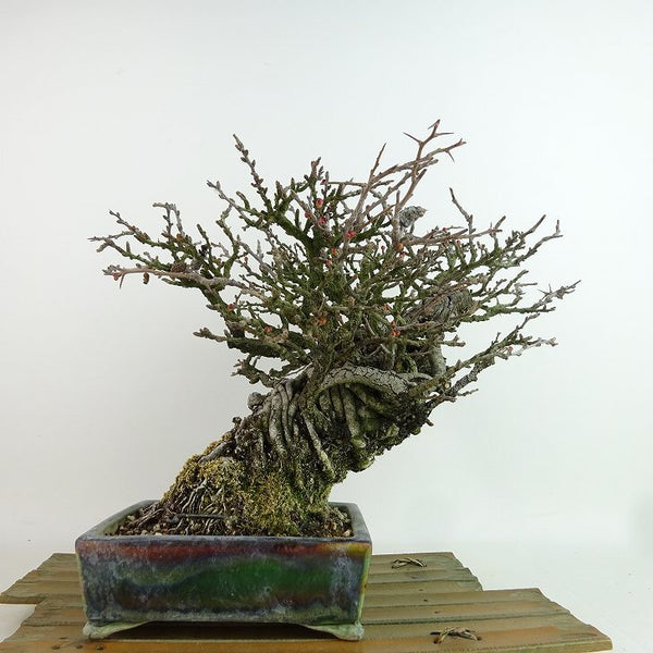 盆栽 梅 長寿梅 樹高 約21cm ちょうじゅばい Chaenomeles japonica 'Chojubai' チョウジュバイ バラ科 ボケ属 落葉樹 観賞用 d1198425370