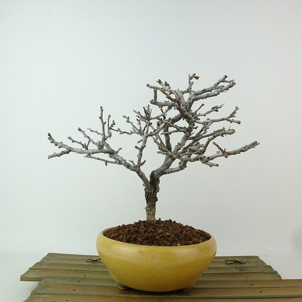 盆栽 梅 長寿梅 樹高 約17cm ちょうじゅばい チョウジュバイ バラ科 ボケ属 落葉樹 観賞用 小品 1198404074