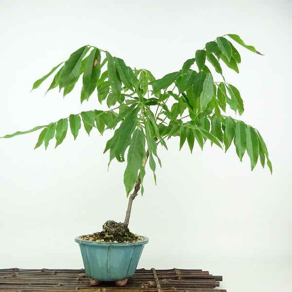 盆栽 藤 一才藤 樹高 約31cm ふじ Wisteria floribunda フジ ムラサキ つる性 マメ科 フジ属 落葉樹 観賞用 f1198412465