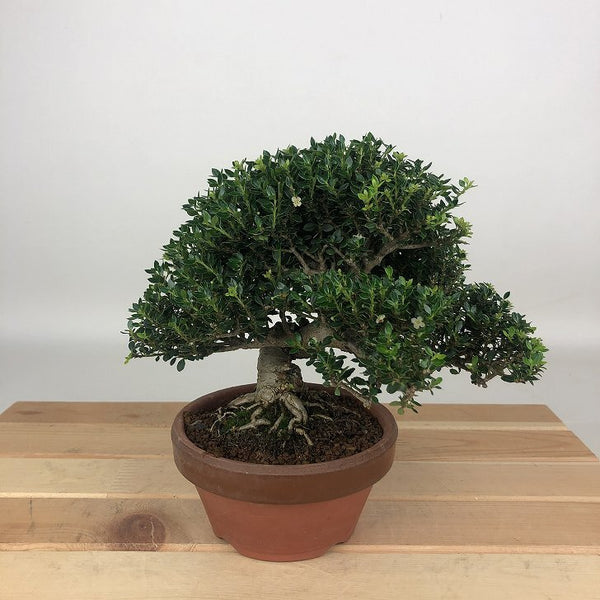 盆栽 黄楊 姫ツゲ 樹高 約14cm つげ Buxus microphylla var. japonica ツゲ 柘植 ツゲ科 常緑樹 観賞用 小品 s1198418303