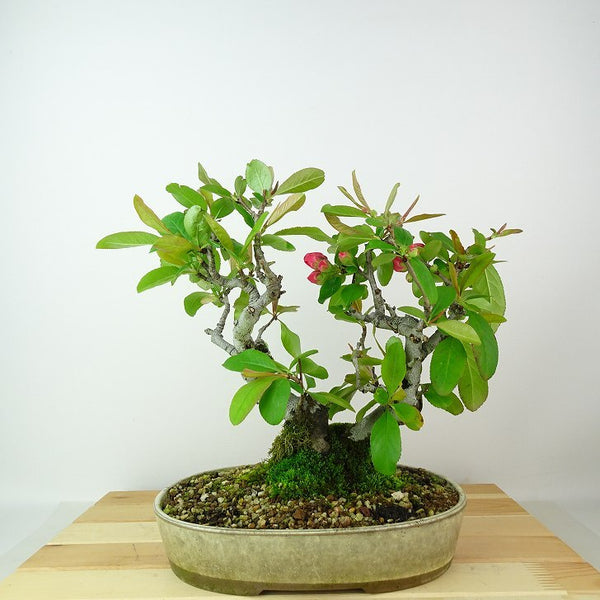 盆栽 木瓜 樹高 約24cm ぼけ Chaenomeles speciosa ボケ バラ科 ピンク 朱色 ボケ属 落葉樹 観賞用 m1198409424