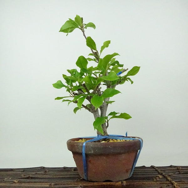 盆栽 木蓮 樹高 約30cm もくれん Magnolia liliiflora モクレン モクレン科 モクレン属 落葉樹 観賞用 v1198440219