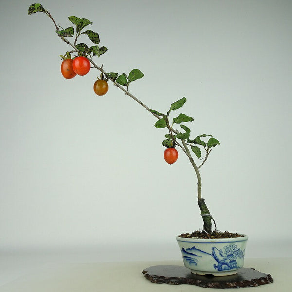 盆栽 老爺柿 宴 樹高 約28cm ろうやがき Diospyros rhombifolia ロウヤガキ 実物 雌木 カキノキ科 落葉～半落葉樹 観賞用 d1198421040