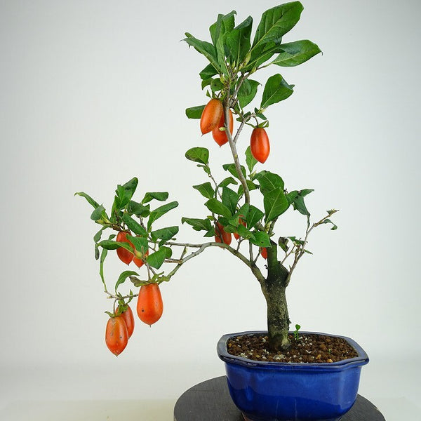 盆栽 老爺柿 長太郎 樹高 約31cm ろうやがき Diospyros rhombifolia ロウヤガキ 実物 雌木 カキノキ科 落葉～半落葉樹 観賞用 b1198423659