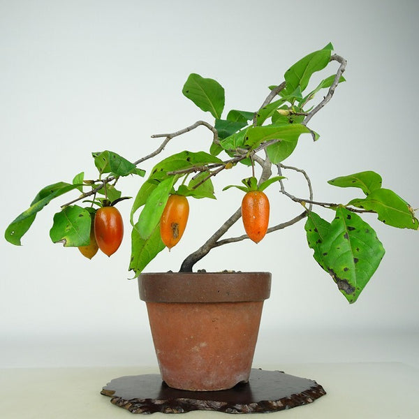 盆栽 老爺柿 樹高 約21cm ろうやがき Diospyros rhombifolia ロウヤガキ 実物 雌木 カキノキ科 落葉～半落葉樹 観賞用 s1198419550