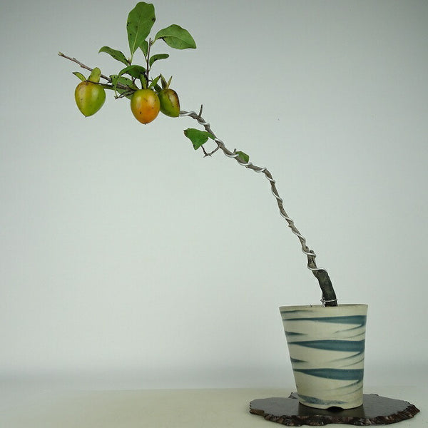 盆栽 老爺柿 紅富士 樹高 約24cm ろうやがき Diospyros rhombifolia ロウヤガキ 実物 雌木 カキノキ科 落葉～半落葉樹 観賞用 u1198428265