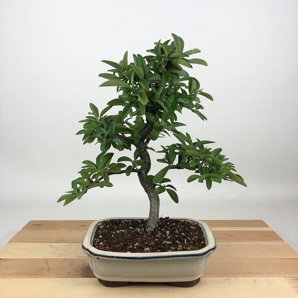 盆栽 ピラカンサ 樹高 約22cm Pyracantha バラ科 常緑樹 観賞用 n1198406744