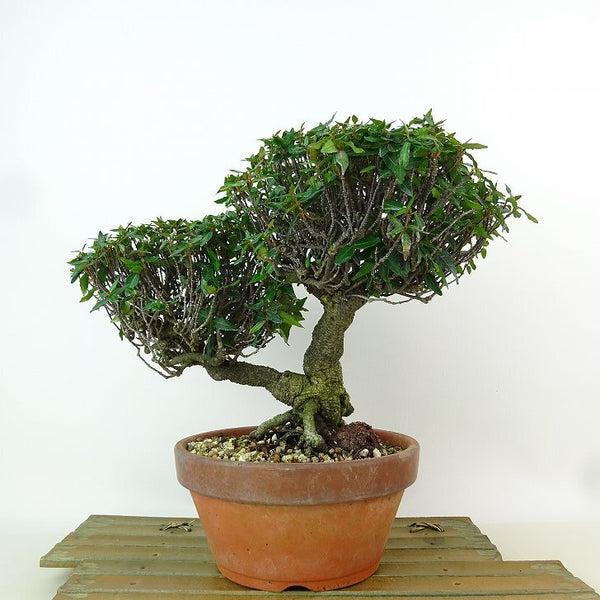 盆栽 縮緬葛 樹高 約19cm ちりめんかずら tirimenkazura チリメンカズラ テイカカズラ属 つる性 常緑樹 観賞用 小品 g1198423053