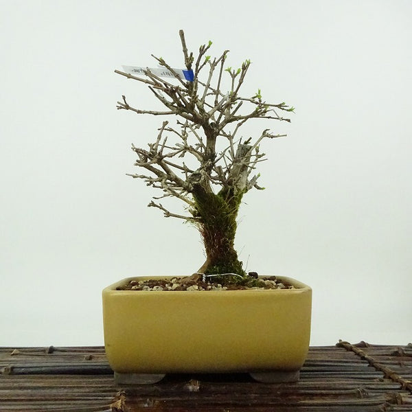 盆栽 匂い楓 樹高 約16cm においかえで Premna japonica ニオイカエデ クマツヅラ科 落葉樹 観賞用 小品 t1198403445