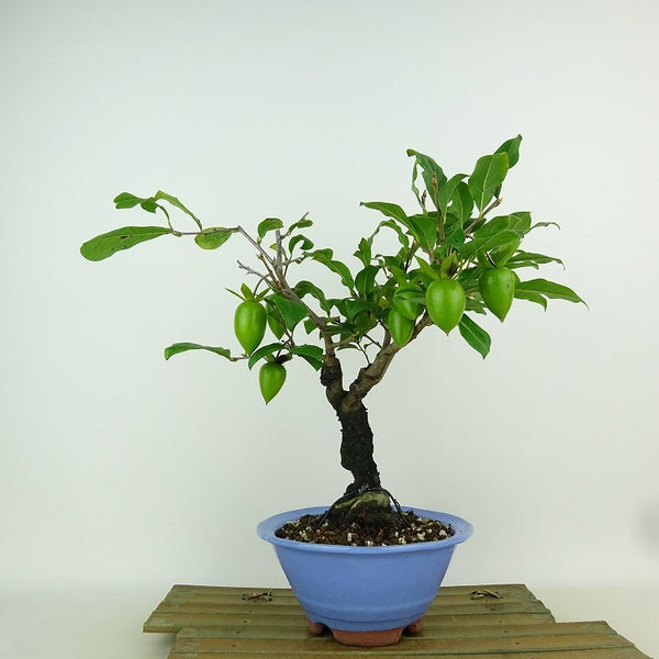 盆栽 老爺柿 紅大筆 樹高 約26cm ろうやがき Diospyros rhombifolia ロウヤガキ 実物 雌木 カキノキ科 落葉～半落葉樹 観賞用 p1198414284