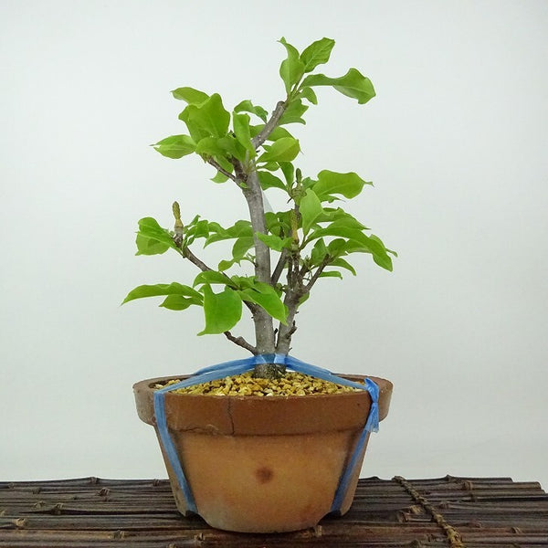 盆栽 木蓮 樹高 約28cm もくれん Magnolia liliiflora モクレン モクレン科 モクレン属 落葉樹 観賞用 p1198418820