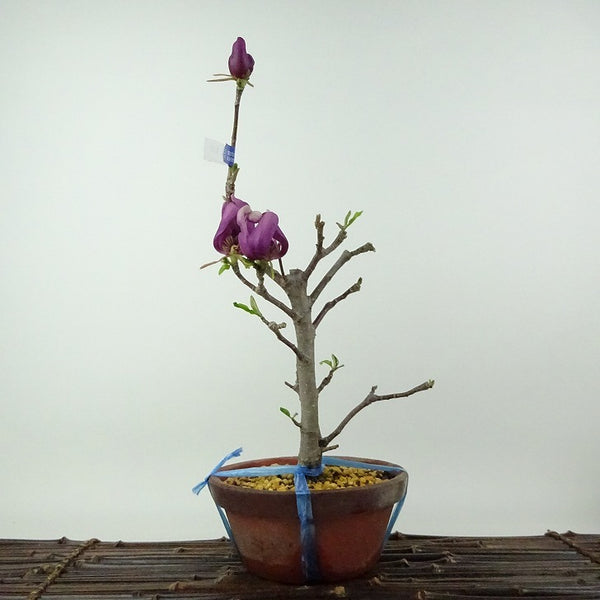 盆栽 木蓮 樹高 約33cm もくれん Magnolia liliiflora モクレン モクレン科 モクレン属 落葉樹 観賞用 d1198427703
