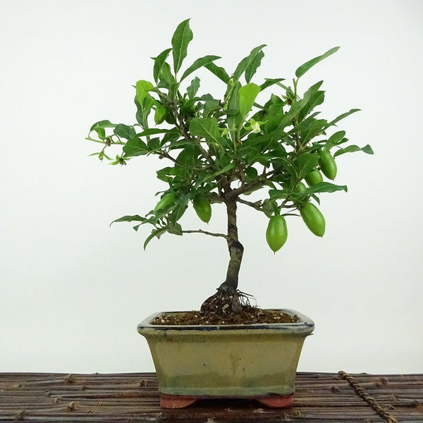 盆栽 老爺柿 浦島太郎 樹高 約26cm ろうやがき Diospyros rhombifolia ロウヤガキ 実物 雌木 カキノキ科 落葉～半落葉樹 観賞用 b1198421712