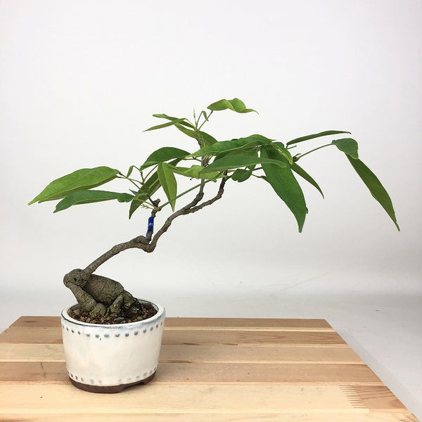 盆栽 藤 台湾サッコウフジ 樹高 約21cm Millettiareticulata ふじ つる性 マメ科 ナツフジ属 落葉樹 観賞用 b1198425452