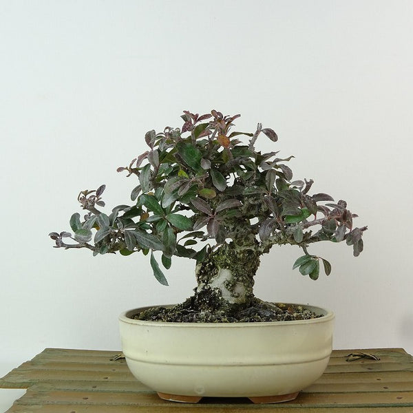 盆栽 ピラカンサ 樹高 約12cm Pyracantha バラ科 常緑樹 観賞用 小品 k1198407188