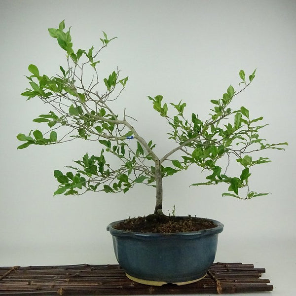 盆栽 老爺柿 樹高 約44cm ろうやがき Diospyros rhombifolia ロウヤガキ 雄木 カキノキ科 落葉～半落葉樹 観賞用 p1198414888