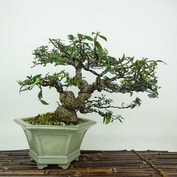 盆栽 縮緬葛 樹高 約21cm ちりめんかずら tirimenkazura チリメンカズラ テイカカズラ属 つる性 常緑樹 観賞用 w1198408124