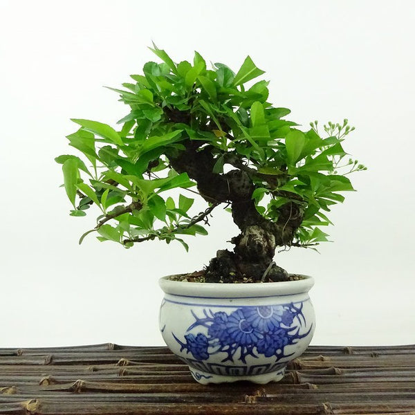 盆栽 ピラカンサ 樹高 約14cm Pyracantha バラ科 常緑樹 観賞用 小品 k1198414656