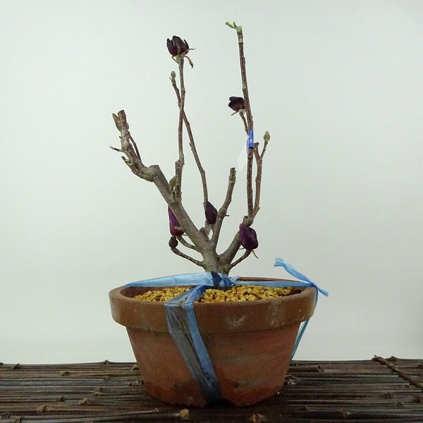 盆栽 木蓮 樹高 約26cm もくれん Magnolia liliiflora モクレン モクレン科 モクレン属 落葉樹 観賞用 s1198411384