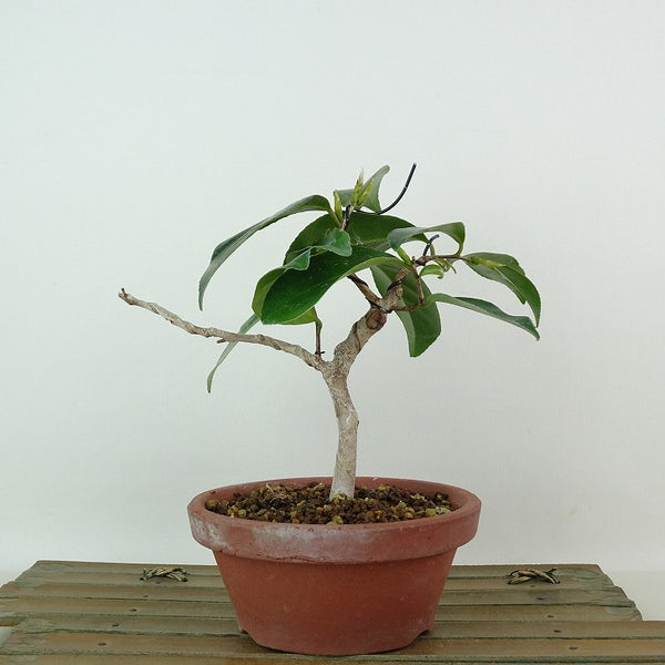 盆栽 椿 侘助 樹高 約15cm つばき Camellia japonica ツバキ ツバキ科 常緑樹 観賞用 小品 c1198413402