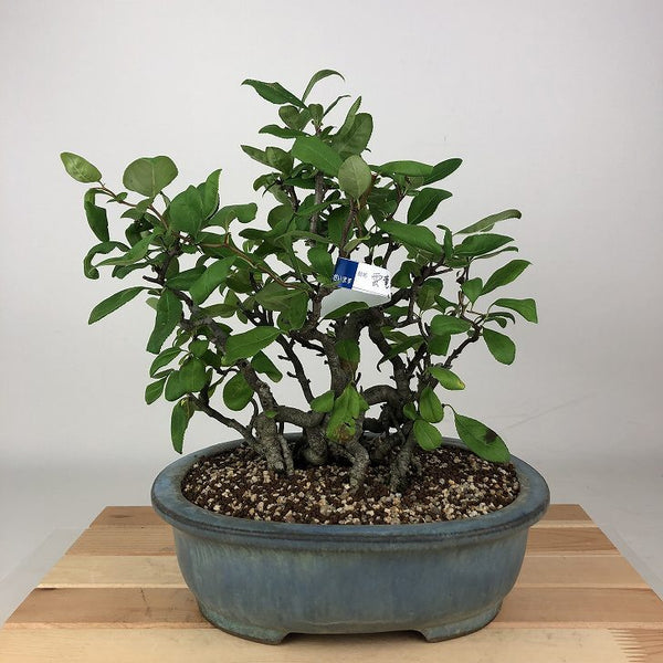 盆栽 木瓜 雲竜 樹高 約24cm ぼけ Chaenomeles speciosa ボケ バラ科 ボケ属 落葉樹 観賞用 h1198423385