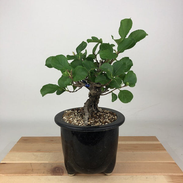 盆栽 蔓梅擬 樹高 約19cm つるうめもどき Celastrus orbiculatus ツルウメモドキ 落葉樹 観賞用 小品 t1198407241