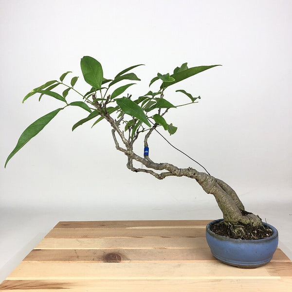 盆栽 藤 台湾サッコウフジ 樹高 約27cm Millettiareticulata ふじ つる性 マメ科 ナツフジ属 落葉樹 観賞用 w1198407496