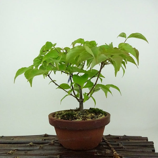 盆栽 山法師 樹高 約16cm やまぼうし Cornus kousa ヤマボウシ 紅葉 ミズキ科 落葉樹 観賞用 小品 b1198420774