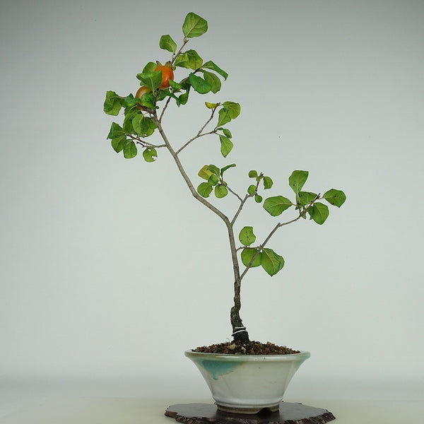 盆栽 老爺柿 紅富士 樹高 約40cm ろうやがき Diospyros rhombifolia ロウヤガキ 実物 雌木 カキノキ科 落葉～半落葉樹 観賞用 e1198412338