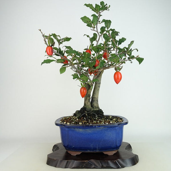 盆栽 老爺柿 彩の国 樹高 約41cm ろうやがき Diospyros rhombifolia ロウヤガキ 実物 雌木 カキノキ科 落葉～半落葉樹 観賞用 b1198421870