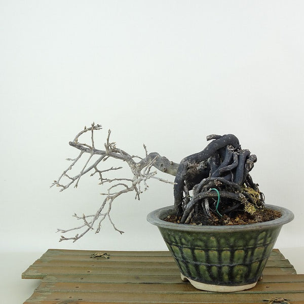 盆栽 老爺柿 樹高 約12cm ろうやがき Diospyros rhombifolia ロウヤガキ 根上り カキノキ科 落葉～半落葉樹 観賞用 小品 k1198404099