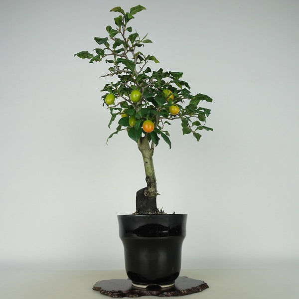 盆栽 老爺柿 大雄 樹高 約37cm ろうやがき Diospyros rhombifolia ロウヤガキ 実物 雌木 カキノキ科 落葉～半落葉樹 観賞用 r1198407123