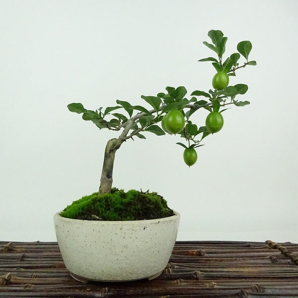 盆栽 老爺柿 樹高 約18cm ろうやがき Diospyros rhombifolia ロウヤガキ 実物 雌木 カキノキ科 落葉～半落葉樹 観賞用 小品 p1198416133