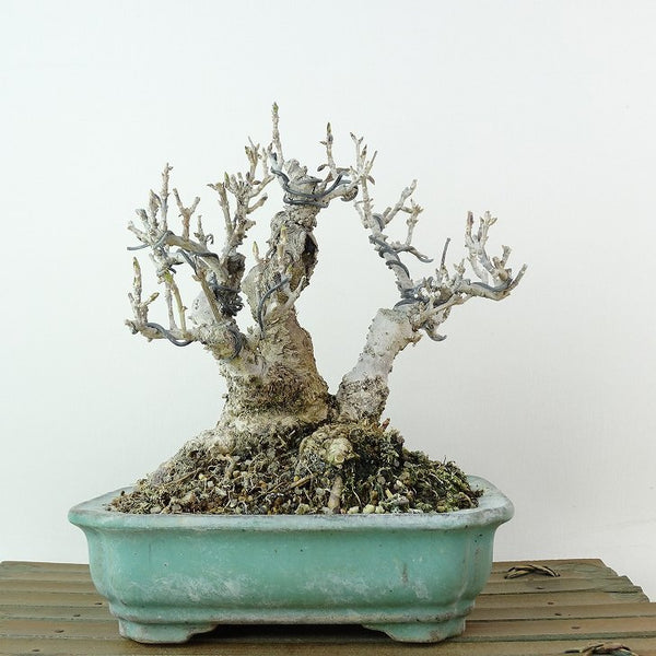 盆栽 連翹 樹高 約15cm れんぎょう Forsythia suspensa レンギョウ モクセイ科 レンギョウ属 落葉樹 観賞用 小品 d1198421779