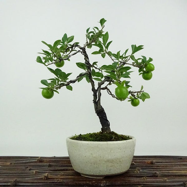 盆栽 老爺柿 樹高 約22cm ろうやがき Diospyros rhombifolia ロウヤガキ 実物 雌木 カキノキ科 落葉～半落葉樹 観賞用 x1198410488