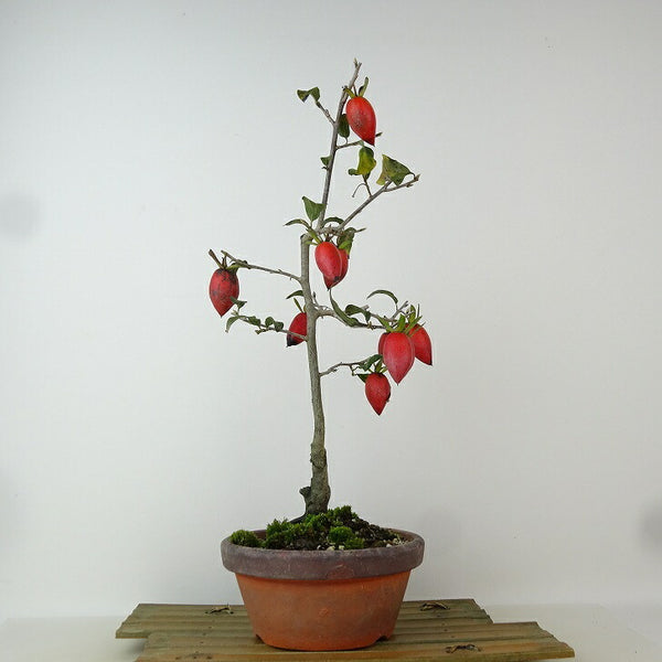 盆栽 老爺柿 スイセイ 樹高 約35cm ろうやがき Diospyros rhombifolia ロウヤガキ 実物 雌木 カキノキ科 落葉～半落葉樹 観賞用 q1198419102