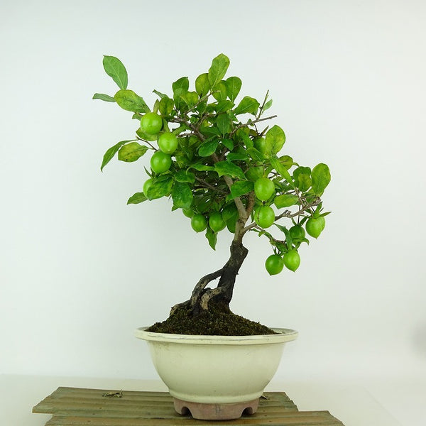 盆栽 老爺柿 紅富士 樹高 約28cm ろうやがき Diospyros rhombifolia ロウヤガキ 雌木 実物 カキノキ科 落葉～半落葉樹 観賞用 1198407717