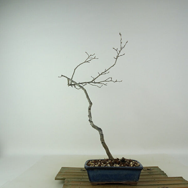 盆栽 老爺柿 樹高 約35cm ろうやがき Diospyros rhombifolia ロウヤガキ カキノキ科 落葉～半落葉樹 観賞用 r1198410854