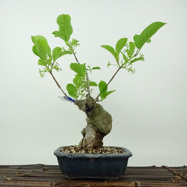 盆栽 真弓 樹高 約25cm まゆみ Euonymus sieboldianus マユミ ニシキギ科 落葉広葉樹 観賞用 f1198403999