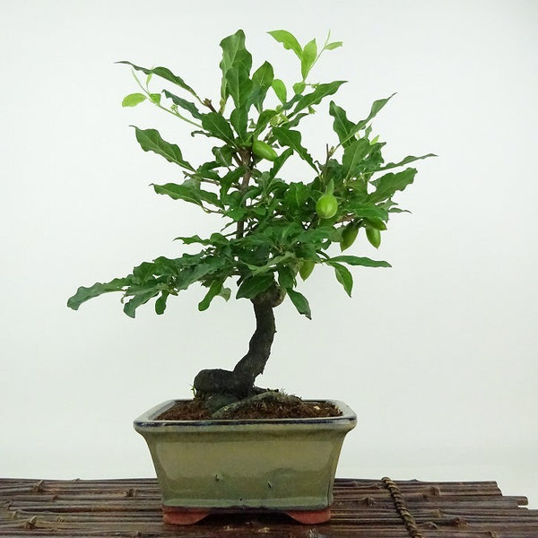 盆栽 老爺柿 浦島太郎 樹高 約33cm ろうやがき Diospyros rhombifolia ロウヤガキ 実物 雌木 カキノキ科 落葉～半落葉樹 観賞用 q1198413730