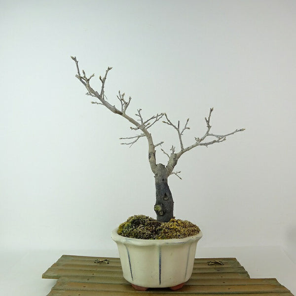 盆栽 老爺柿 福平 樹高 約22cm ろうやがき Diospyros rhombifolia ロウヤガキ カキノキ科 落葉～半落葉樹 観賞用 o1198424329