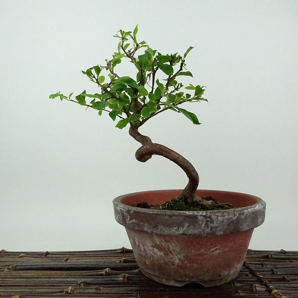 盆栽 姫沙羅 樹高 約19cm ひめしゃら Stewartia monadelpha ヒメシャラ ツバキ科 ナツツバキ属 落葉樹 観賞用 小品 q1198418601