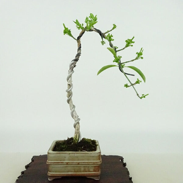 盆栽 真弓 樹高 約21cm まゆみ Euonymus sieboldianus マユミ ニシキギ科 落葉広葉樹 観賞用 b1198422315