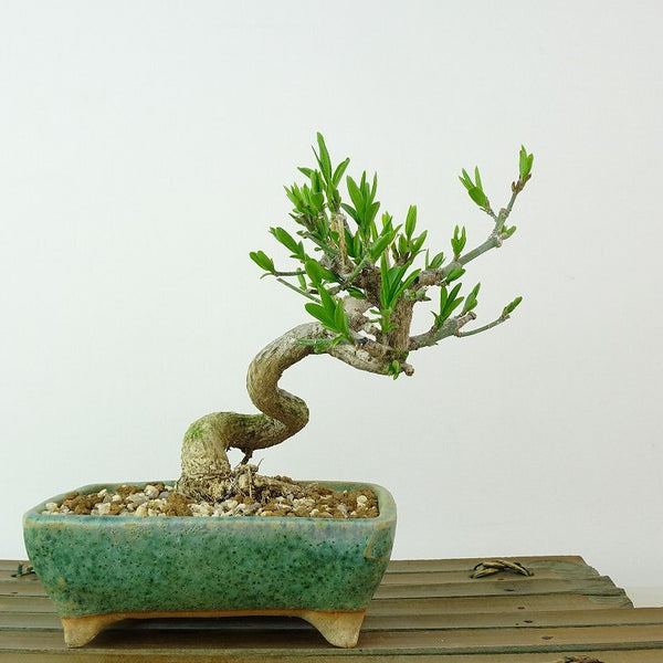 盆栽 真弓 樹高 約12cm まゆみ Euonymus sieboldianus マユミ ニシキギ科 落葉広葉樹 観賞用 小品 e1198413071